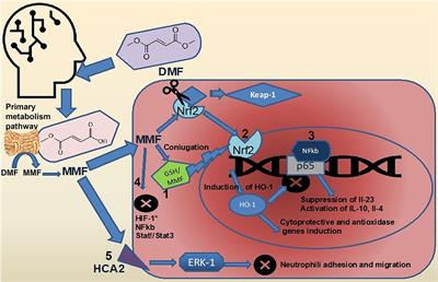 The Role of Glutathione-S Transferase in Psoriasis and Associated Comorbidities and the Effect of Dimethyl Fumarate in This Pathway